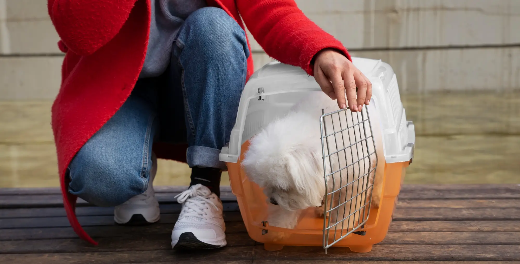 How to Keep Dogs Out of the Litter Box? 7 Tips that Work Like a Charm!